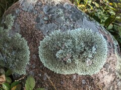 Flavoparmelia baltimorensis