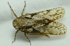 Alphina glauca