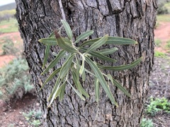 Alectryon oleifolius