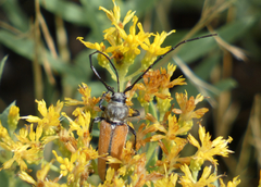 Crossidius suturalis