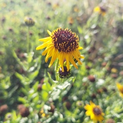 Helianthus laciniatus