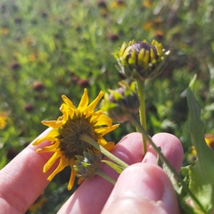 Helianthus laciniatus