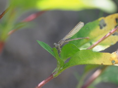 Argia fumipennis