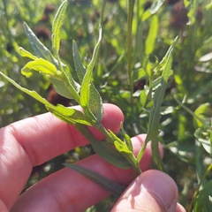 Helianthus laciniatus