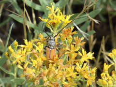 Crossidius suturalis