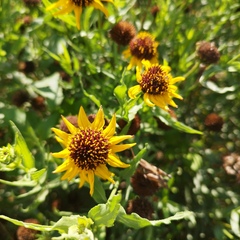 Helianthus laciniatus