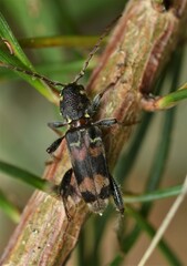 Xylotrechus colonus
