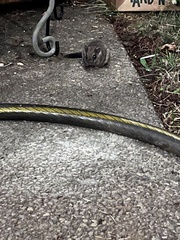 Glaucomys oregonensis