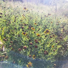 Helianthus laciniatus