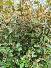 Pomaderris paniculosa paralia