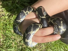 Lampropeltis getula