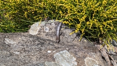 Concinnia tenuis