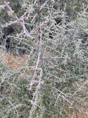 Ceanothus pauciflorus