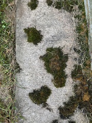 Bryum argenteum