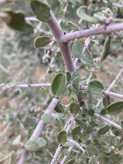 Ceanothus pauciflorus