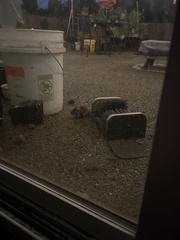 Glaucomys oregonensis