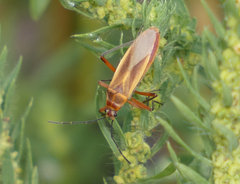 Stenomacra marginella