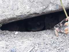 Rhinella atacamensis