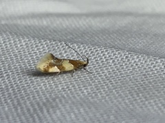 Epicallima argenticinctella