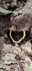 Papilio garamas