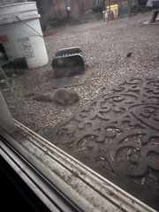 Glaucomys oregonensis