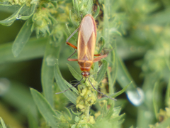 Stenomacra marginella