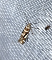 Aristotelia elegantella