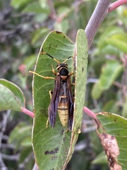 Polistes comanchus