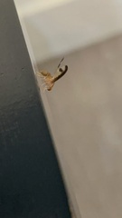 Toxonevra superba