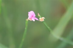 Jacksonia thesioides