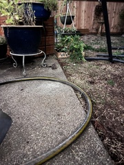 Glaucomys oregonensis