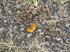 Argynnis hyperbius hyperbius