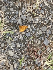 Argynnis hyperbius hyperbius