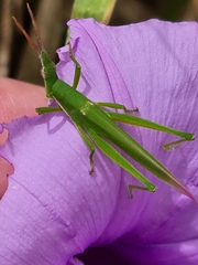 Atractomorpha similis