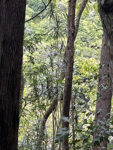 Dracaena forbesii observed 2022-10-08