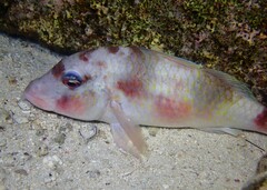 Parupeneus crassilabris