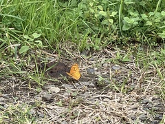 Argynnis hyperbius hyperbius