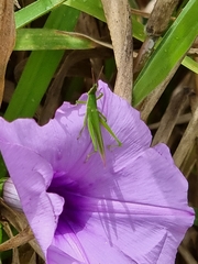 Atractomorpha similis