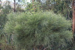 Jacksonia thesioides