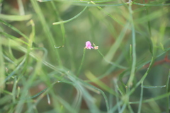Jacksonia thesioides