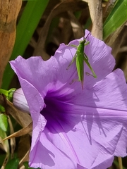 Atractomorpha similis