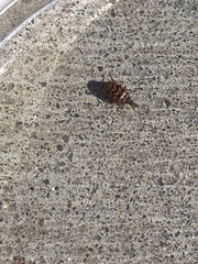 Cryptocephalus fulguratus