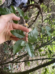 Streblus pendulinus