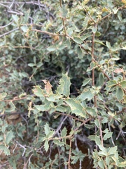 Quercus turbinella