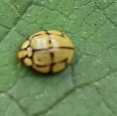 Harmonia testudinaria