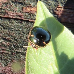 Coptosoma xanthogramma