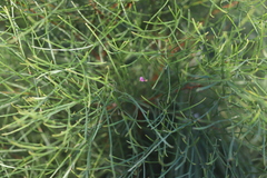 Jacksonia thesioides