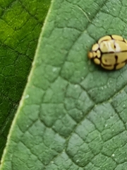 Harmonia testudinaria