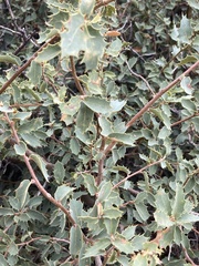 Quercus turbinella