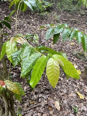 Antidesma pulvinatum